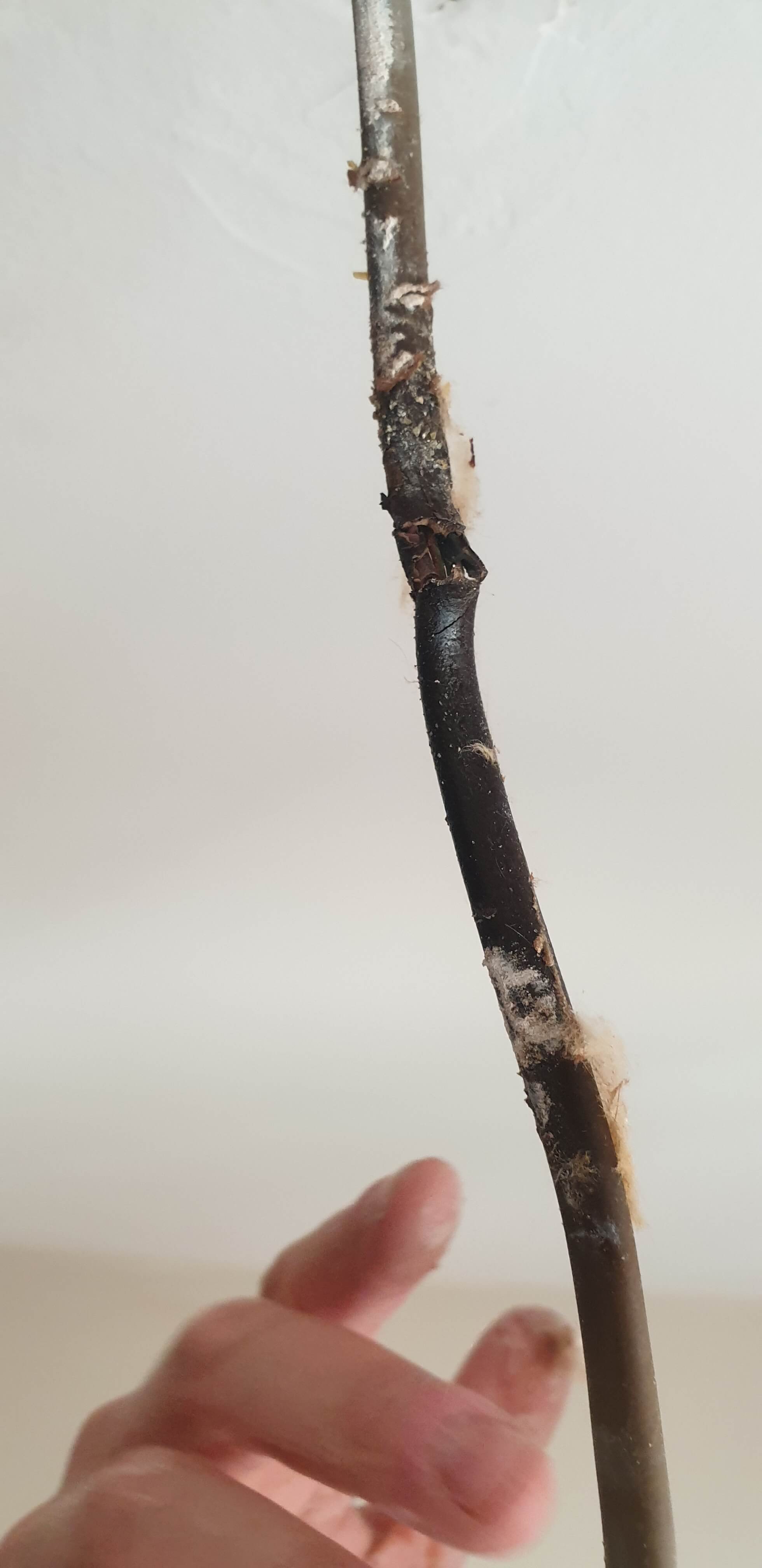 Electrical Wiring